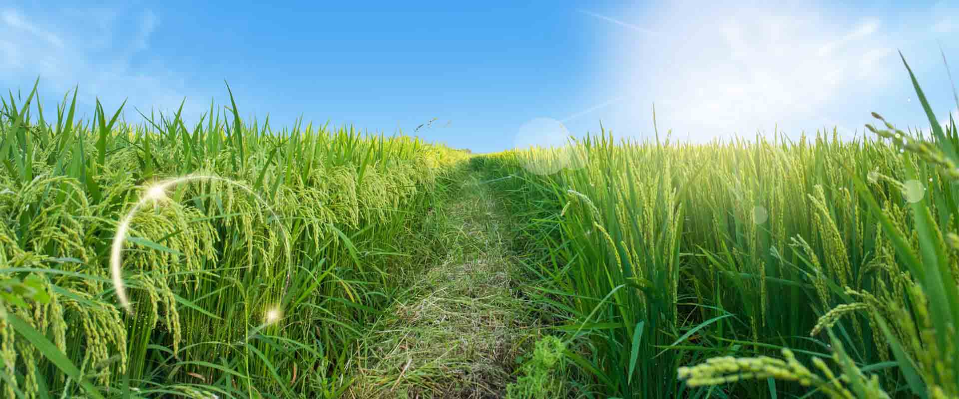 農(nóng)林種植小氣候觀(guān)測(cè)自動(dòng)氣象站方案